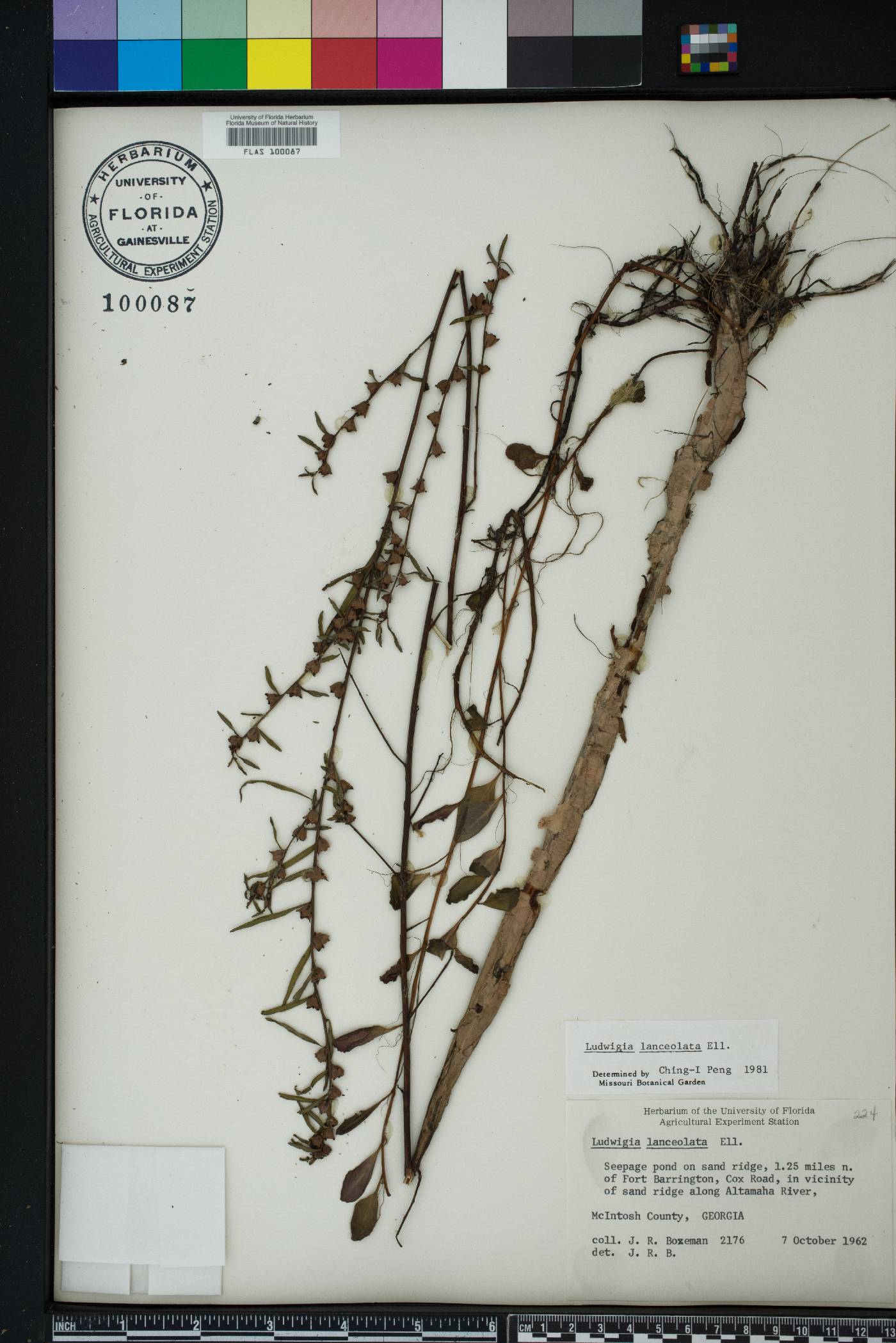 Ludwigia lanceolata image