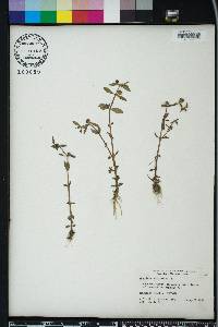 Gratiola virginiana image