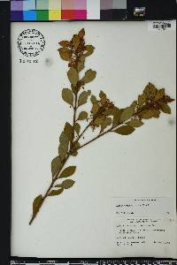 Lyonia ferruginea image