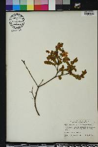 Hypericum crux-andreae image