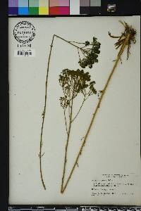 Polygala cymosa image