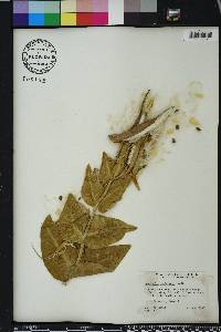 Asclepias humistrata image