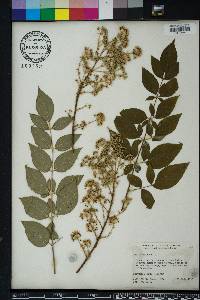 Aralia spinosa image