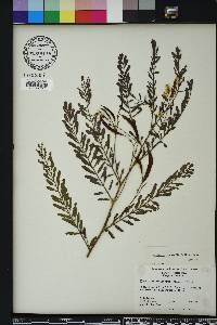 Sesbania vesicaria image