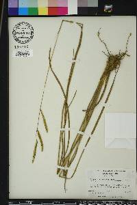 Paspalum praecox image