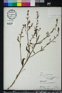 Ludwigia alata image