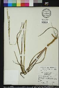 Paspalum bifidum image