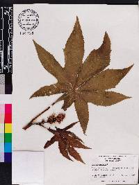 Ricinus communis image