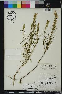 Dicerandra odoratissima image