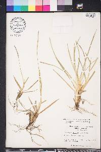 Eremochloa ophiuroides image