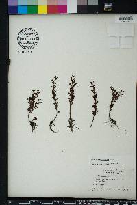 Ludwigia microcarpa image