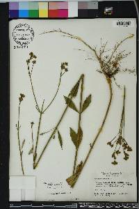 Verbena brasiliensis image