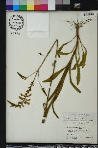 Physostegia leptophylla image