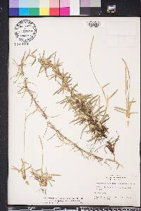 Eremochloa ophiuroides image