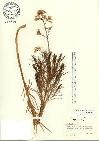 Amsonia ciliata image