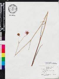 Coreopsis nudata image