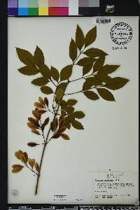 Fraxinus caroliniana image