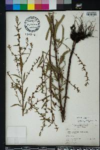 Ludwigia alata image