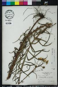 Helianthus angustifolius image