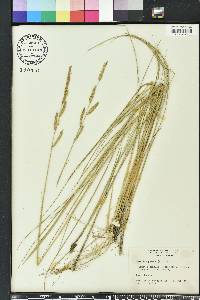 Spartina patens image