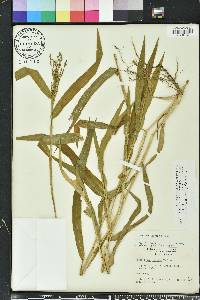 Urochloa adspersa image