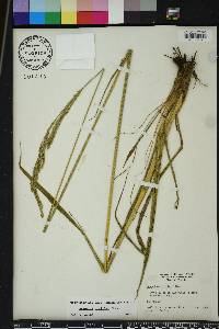 Paspalum urvillei image