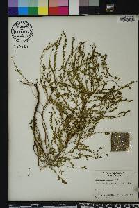 Phyllanthus abnormis image