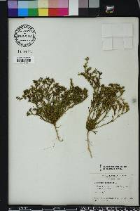 Polypremum procumbens image