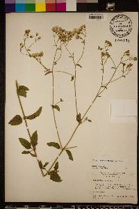 Ageratina aromatica image