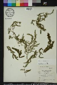 Ceratophyllum demersum image