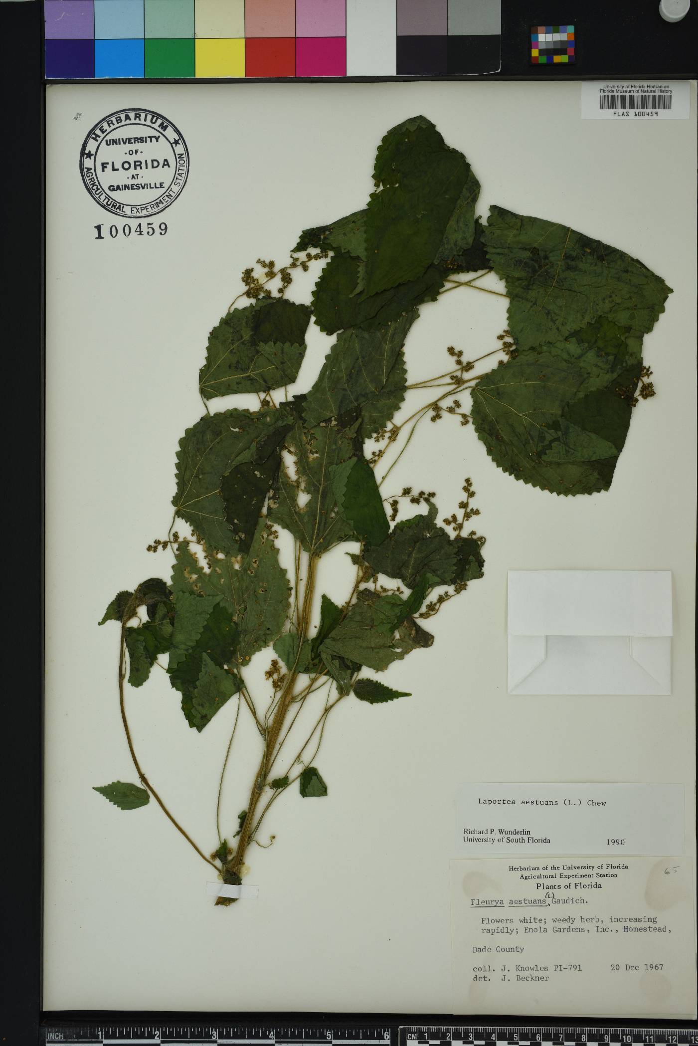 Laportea aestuans image