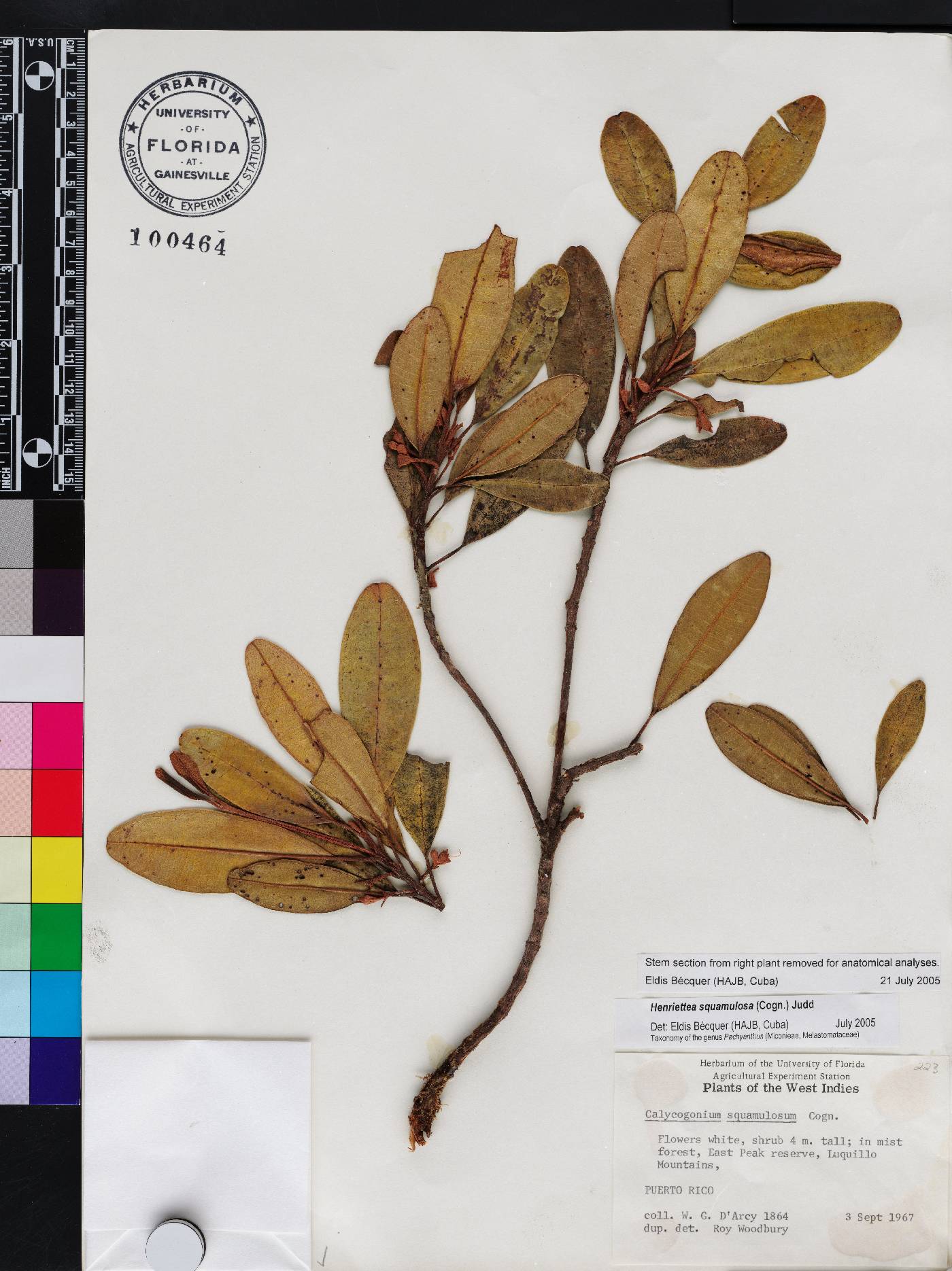 Henriettea squamulosa image