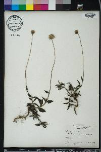 Tridax procumbens image