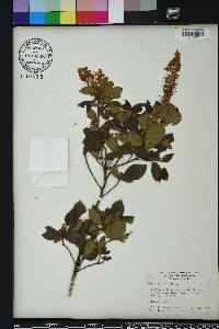 Clethra alnifolia image