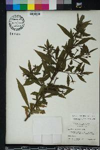 Ludwigia leptocarpa image