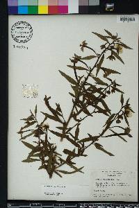 Ludwigia octovalvis image