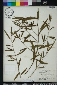 Ludwigia octovalvis image