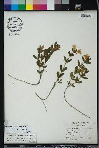 Dyschoriste oblongifolia image