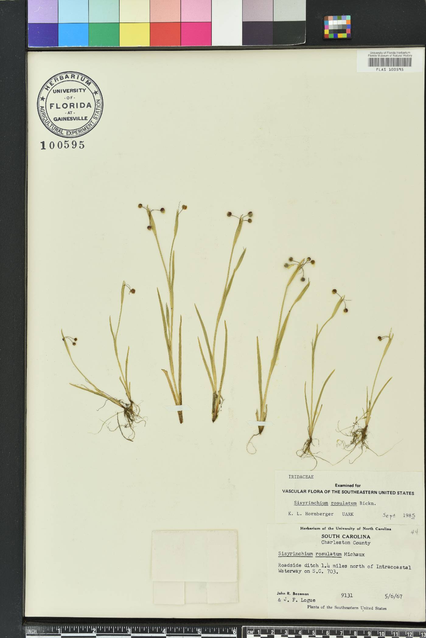 Sisyrinchium rosulatum image