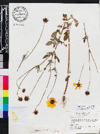 Coreopsis basalis image