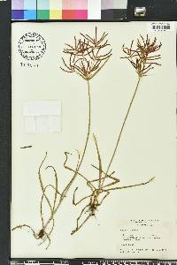 Cyperus rotundus image