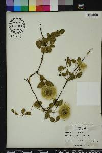 Clematis reticulata image