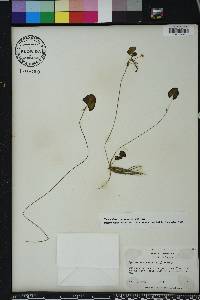 Nymphoides cordata image