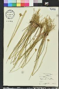 Juncus megacephalus image