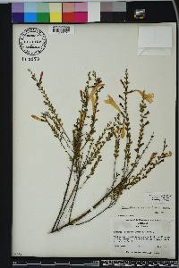 Calamintha coccinea image