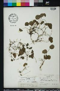 Hydrocotyle verticillata image