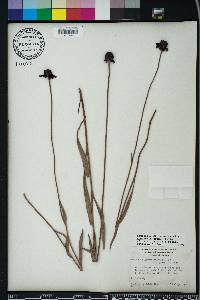 Rudbeckia graminifolia image