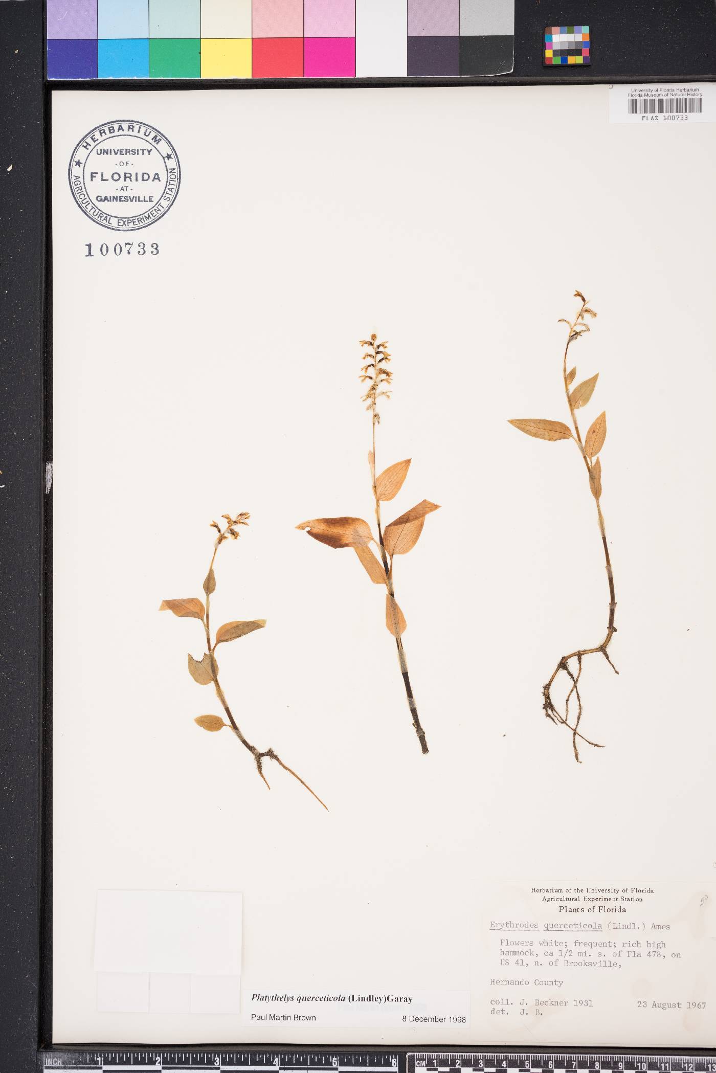 Platythelys querceticola image