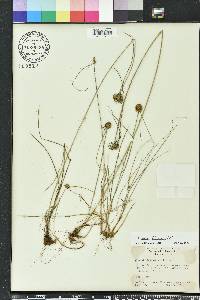 Cyperus filiculmis image