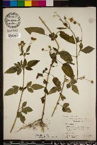 Bidens alba image